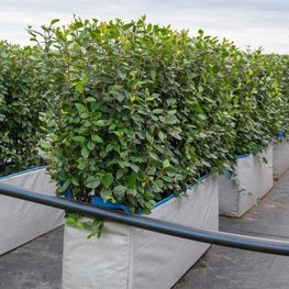 Блок живой изгороди Кизильник блестящий Котонеастер люцидус (Cotoneaster lucidus)