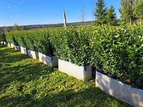 Блок живой изгороди Кизильник блестящий Котонеастер люцидус (Cotoneaster lucidus)