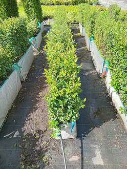 Блок живой изгороди Кизильник блестящий Котонеастер люцидус (Cotoneaster lucidus)