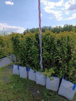 Блок живой изгороди Кизильник блестящий Котонеастер люцидус (Cotoneaster lucidus)