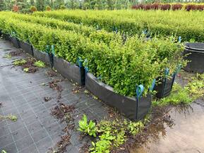 Блок живой изгороди Кизильник блестящий Котонеастер люцидус (Cotoneaster lucidus)