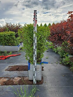 Блок живой изгороди Кизильник блестящий Котонеастер люцидус (Cotoneaster lucidus)