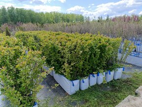 Блок живой изгороди Кизильник блестящий Котонеастер люцидус (Cotoneaster lucidus)