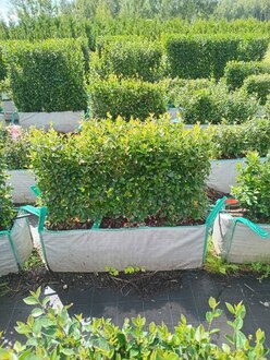 Блок живой изгороди Кизильник блестящий Котонеастер люцидус (Cotoneaster lucidus)