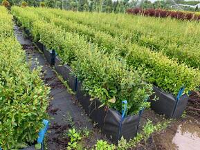 Блок живой изгороди Кизильник блестящий Котонеастер люцидус (Cotoneaster lucidus)