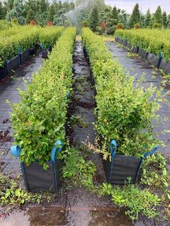 Блок живой изгороди Кизильник блестящий Котонеастер люцидус (Cotoneaster lucidus)