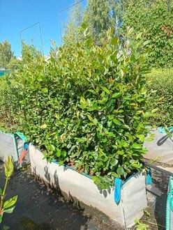 Блок живой изгороди Кизильник блестящий Котонеастер люцидус (Cotoneaster lucidus)