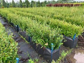 Блок живой изгороди Кизильник блестящий Котонеастер люцидус (Cotoneaster lucidus)