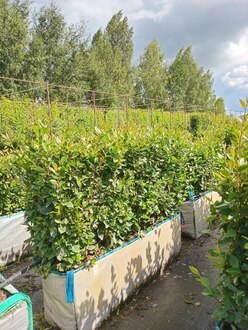 Блок живой изгороди Кизильник блестящий Котонеастер люцидус (Cotoneaster lucidus)