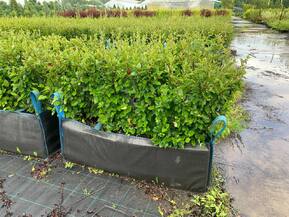 Блок живой изгороди Кизильник блестящий Котонеастер люцидус (Cotoneaster lucidus)