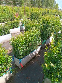 Блок живой изгороди Кизильник блестящий Котонеастер люцидус (Cotoneaster lucidus)