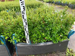 Блок живой изгороди Кизильник блестящий Котонеастер люцидус (Cotoneaster lucidus)