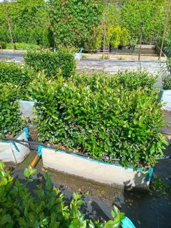 Блок живой изгороди Кизильник блестящий Котонеастер люцидус (Cotoneaster lucidus)