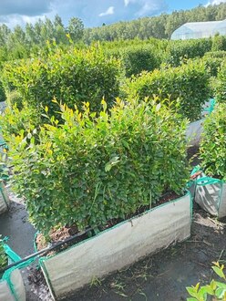 Блок живой изгороди Кизильник блестящий Котонеастер люцидус (Cotoneaster lucidus)
