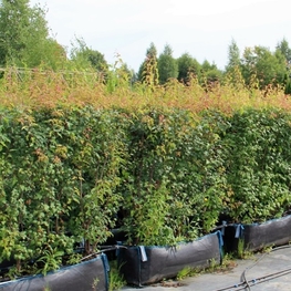 Блок живой изгороди Клен Гиннала Гиннала (Ginnala)