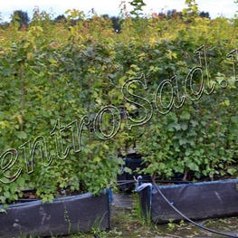 Блок живой изгороди Клен Гиннала Гиннала (Ginnala)