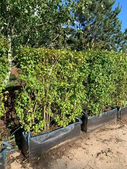 Блок живой изгороди Клен Гиннала Гиннала (Ginnala)