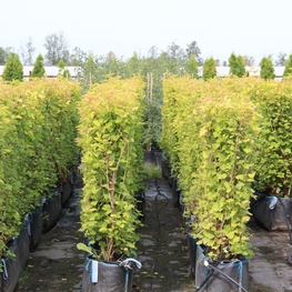 Блок живой изгороди Пузыреплодник калинолистный Лейтус (Luteus)