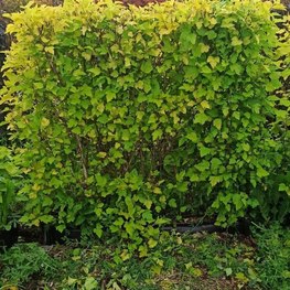 Блок живой изгороди Пузыреплодник калинолистный Лейтус (Luteus)