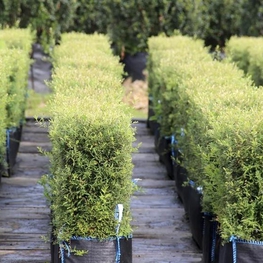 Блок живой изгороди Спирея серая Грефшейм (Grefsheim)