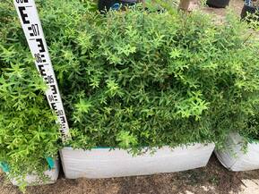 Блок живой изгороди Спирея серая Грефшейм (Grefsheim)