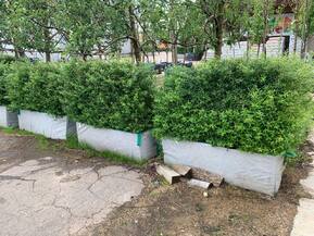 Блок живой изгороди Спирея серая Грефшейм (Grefsheim)