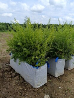 Блок живой изгороди Спирея серая Грефшейм (Grefsheim)