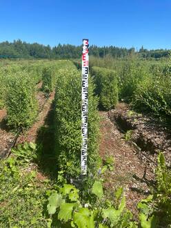 Блок живой изгороди Спирея серая Грефшейм (Grefsheim)