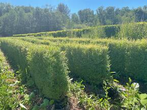 Блок живой изгороди Спирея серая Грефшейм (Grefsheim)