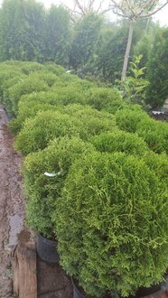 Туя Западная Хозери (Hoseri)