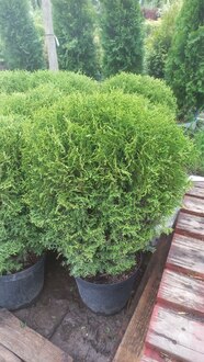 Туя Западная Хозери (Hoseri)