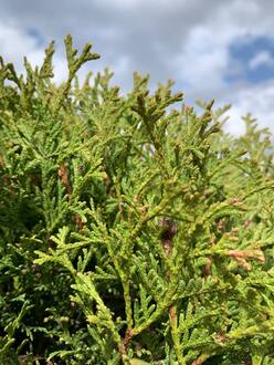 Туя Западная Хозери (Hoseri)