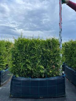 Блок живой изгороди Туя западная Брабант (Brabant)