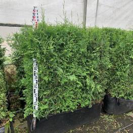 Блок живой изгороди Туя западная Брабант (Brabant)