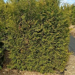 Блок живой изгороди Туя западная Брабант (Brabant)