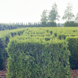 Блок живой изгороди Туя западная Брабант (Brabant)