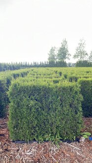 Блок живой изгороди Туя западная Смарагд (Smaragd)