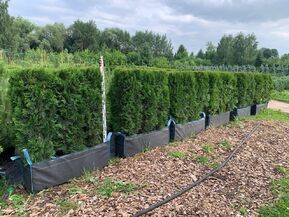 Блок живой изгороди Туя западная Смарагд (Smaragd)