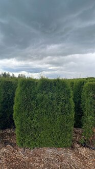 Блок живой изгороди Туя западная Смарагд (Smaragd)