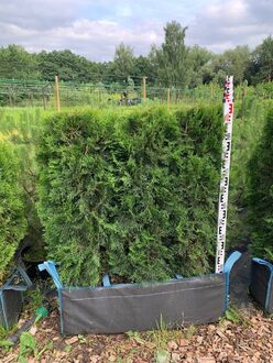 Блок живой изгороди Туя западная Смарагд (Smaragd)