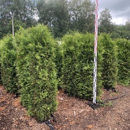 Блок живой изгороди Туя западная Смарагд (Smaragd)