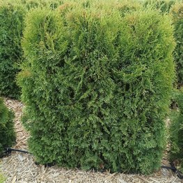 Блок живой изгороди Туя западная Смарагд (Smaragd)