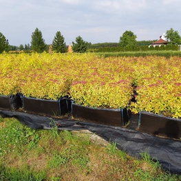 Блок живой изгороди Спирея японская Голдфлейм (Goldflame)