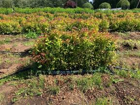 Блок живой изгороди Спирея японская Голдфлейм (Goldflame)