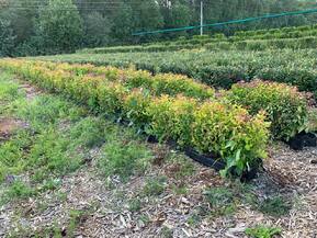 Блок живой изгороди Спирея японская Голдфлейм (Goldflame)