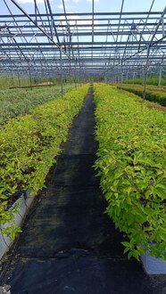 Блок живой изгороди Дерен белый Ауреа (Aurea)