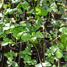 Земляника садовая Элианни