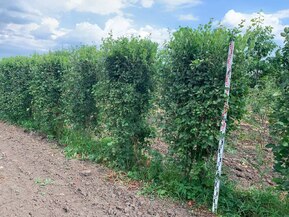 Блок живой изгороди Боярышник сибирский кроваво-красный