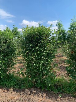 Блок живой изгороди Боярышник сибирский кроваво-красный