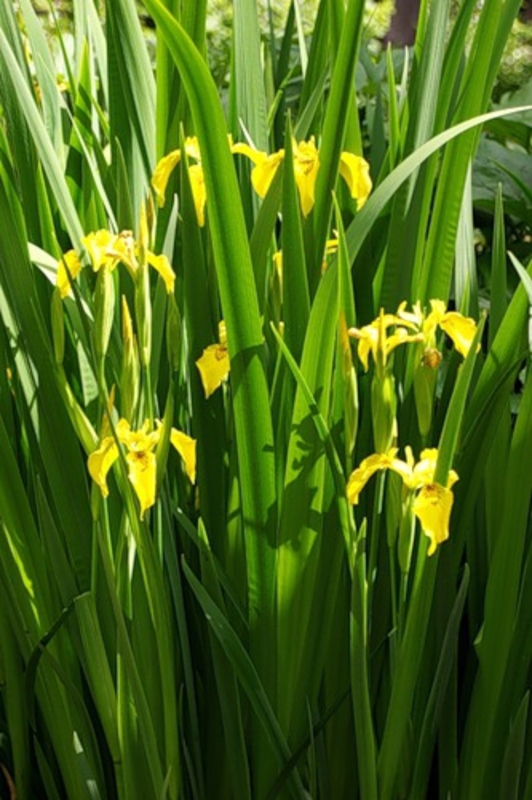 Ирис болотный "Iris"